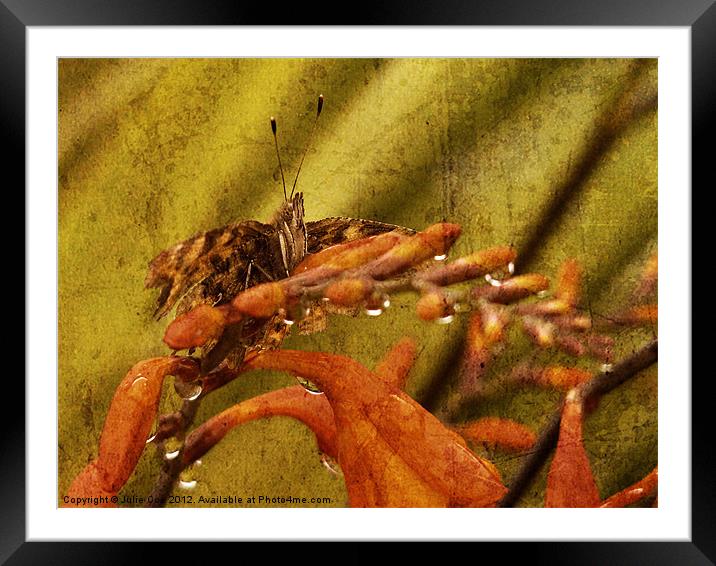 Comma Crosmosia Framed Mounted Print by Julie Coe