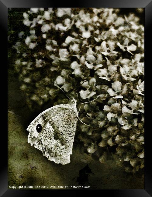 Large White Butterfly Framed Print by Julie Coe