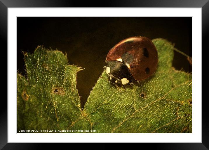 Just A Ladybird Framed Mounted Print by Julie Coe