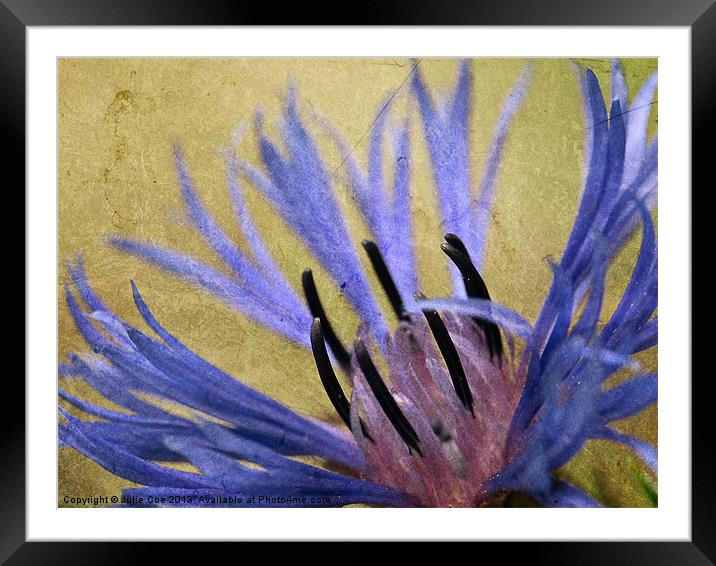 Cornflower Text Framed Mounted Print by Julie Coe