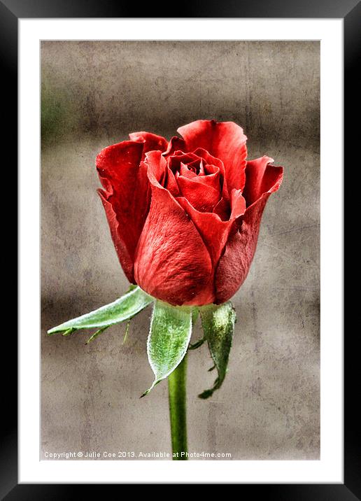 Red Rose Red Framed Mounted Print by Julie Coe