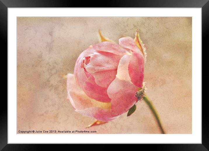 Pretty Little Rosebud Framed Mounted Print by Julie Coe