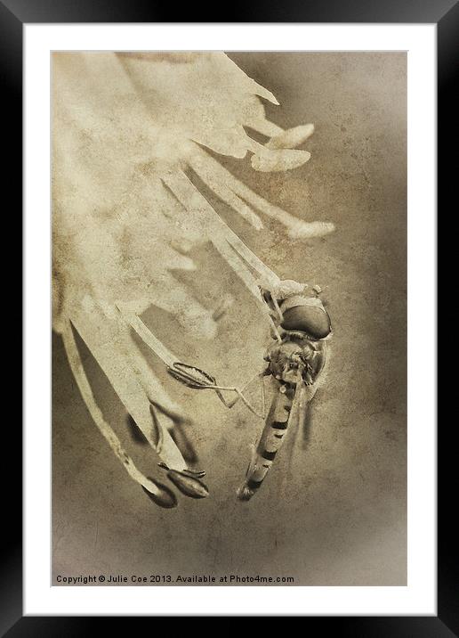 An Old Hoverfly Framed Mounted Print by Julie Coe