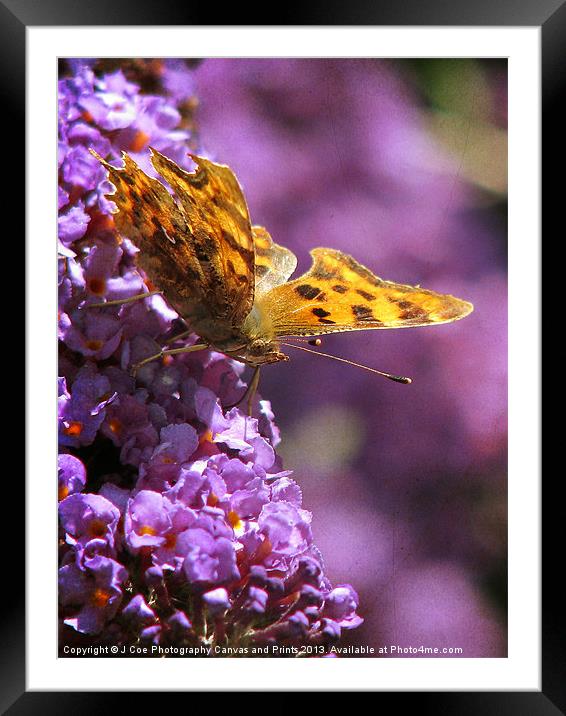 Comma on Buddlea Framed Mounted Print by Julie Coe