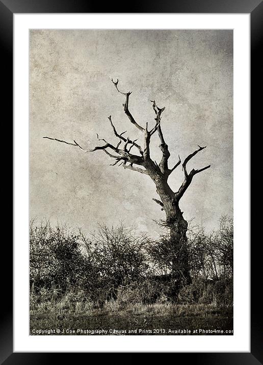 Old Tree Framed Mounted Print by Julie Coe