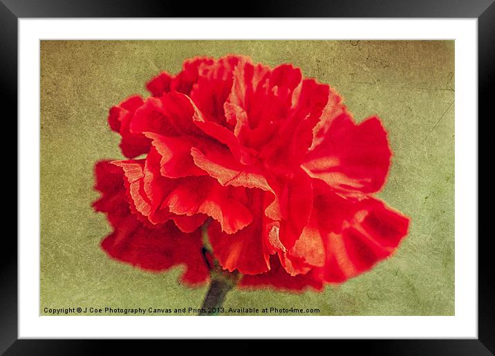 Red Carnation. Framed Mounted Print by Julie Coe
