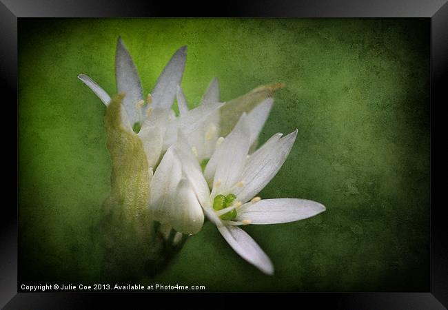 Wild Garlic Flower Framed Print by Julie Coe