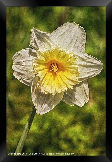 Single Daffodil Framed Print by Julie Coe