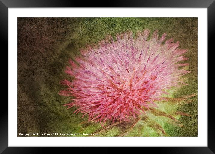 Thistle Flower Framed Mounted Print by Julie Coe