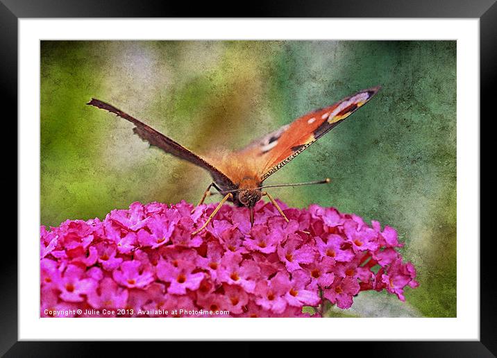 Peacock Butterfly Framed Mounted Print by Julie Coe