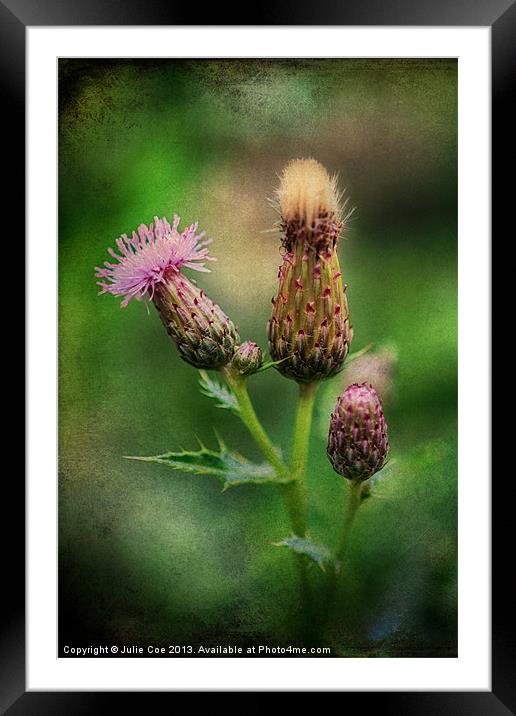 Thistle Framed Mounted Print by Julie Coe