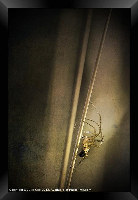 Stretch Spider Framed Print by Julie Coe