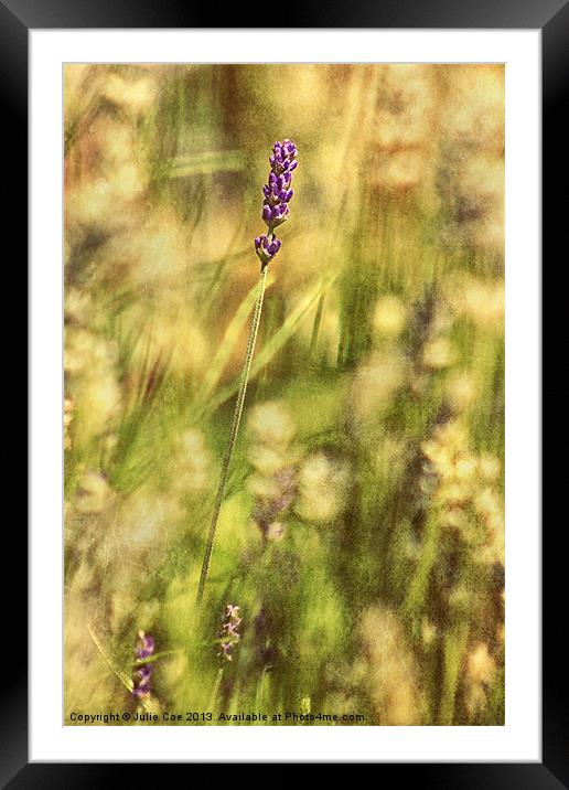 Lavender Framed Mounted Print by Julie Coe