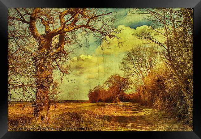Norfolk Countryside. Framed Print by Julie Coe
