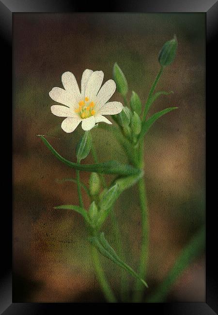 Small White Flower Framed Print by Julie Coe