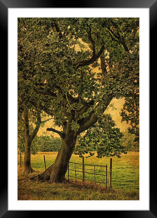 Trees, Fields and Fences 3 Framed Mounted Print by Julie Coe