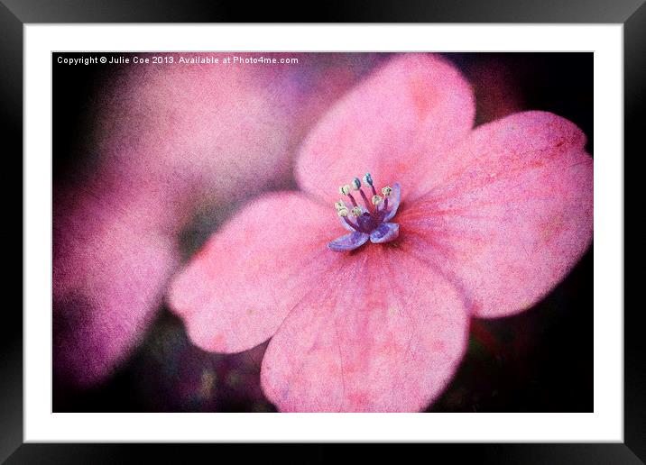 Pink Hydrangea Framed Mounted Print by Julie Coe
