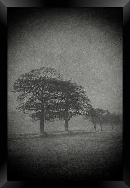 Misty Trees Framed Print by Julie Coe