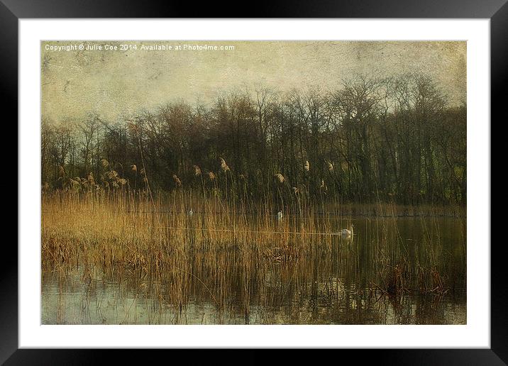 Swans At Selbrigg Framed Mounted Print by Julie Coe