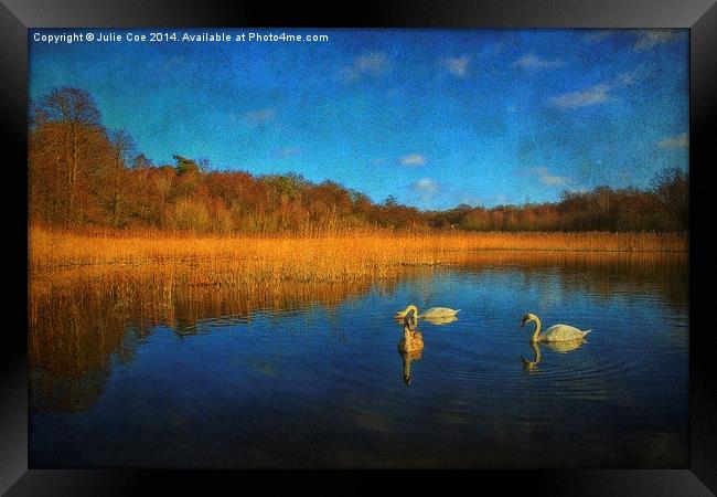 Swans At Selbrigg 2 Framed Print by Julie Coe