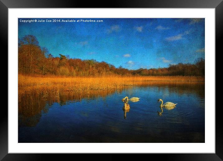 Swans At Selbrigg 2 Framed Mounted Print by Julie Coe