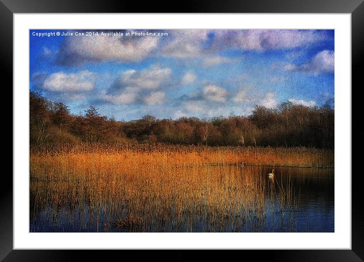 Swans At Selbrigg 3 Framed Mounted Print by Julie Coe