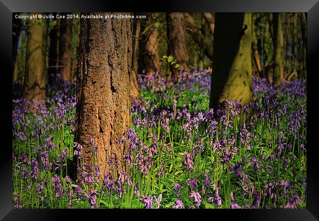 Bunkers Hill Bluebells 2 Framed Print by Julie Coe