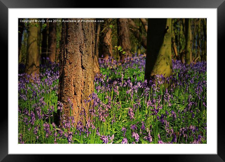 Bunkers Hill Bluebells 2 Framed Mounted Print by Julie Coe