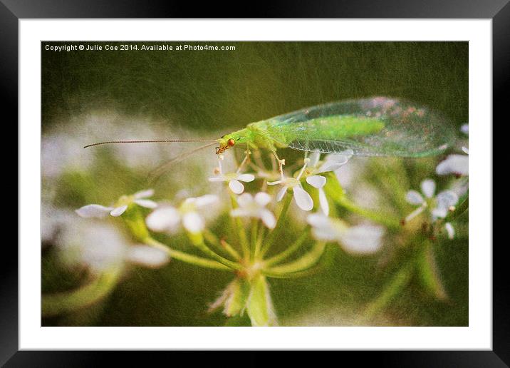 Lacewing Fly Framed Mounted Print by Julie Coe