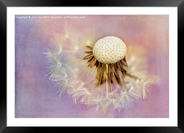 Dandelion Seed Head 9 Framed Mounted Print by Julie Coe