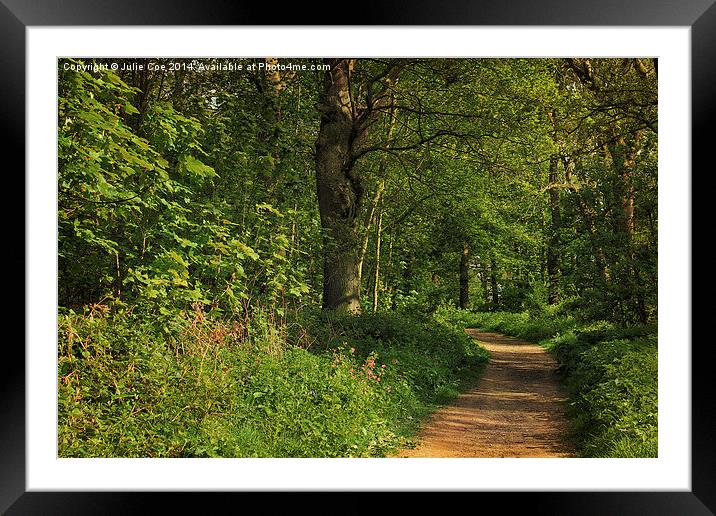 Blickling Woods 5 Framed Mounted Print by Julie Coe