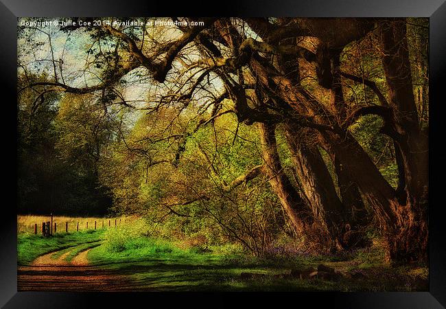 Blickling Woods 9 Framed Print by Julie Coe
