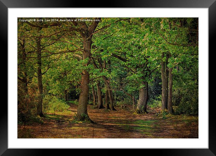 Holt Country Park 16 Framed Mounted Print by Julie Coe