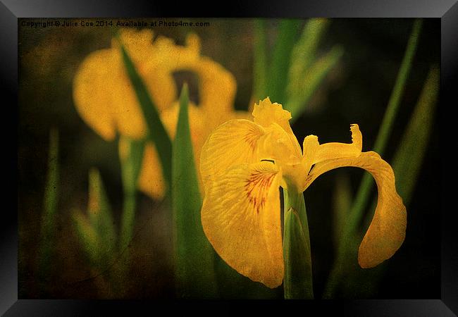 Yellow Flag Iris 4 Framed Print by Julie Coe