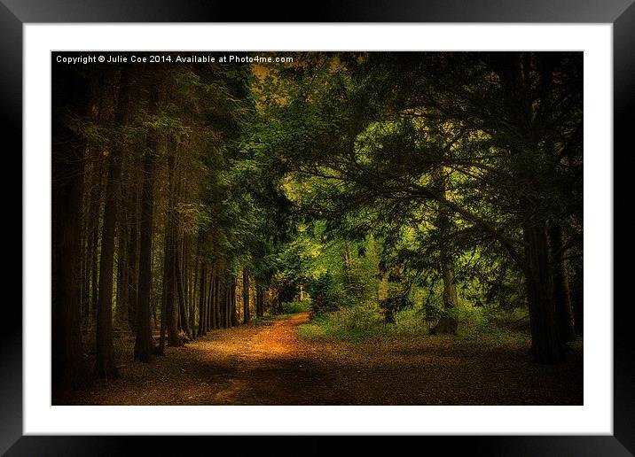 Blickling Woods 15 Framed Mounted Print by Julie Coe
