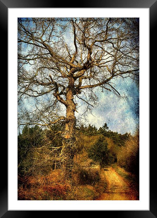 Walk To Hempstead Framed Mounted Print by Julie Coe