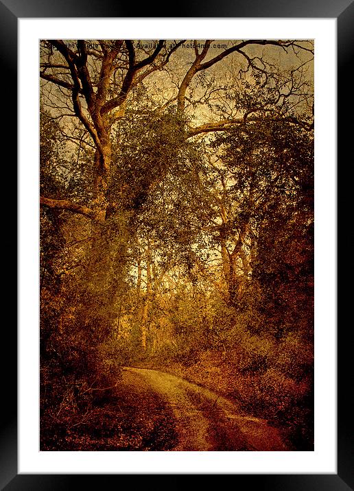 Walk To Hempstead 4 Framed Mounted Print by Julie Coe
