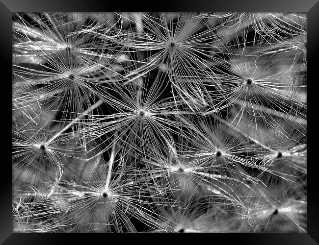 A Dandy Black and White! Framed Print by Julie Coe