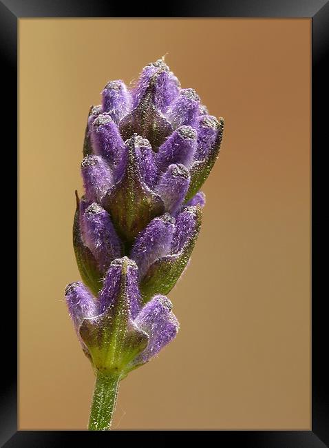 Lavender Framed Print by Julie Coe