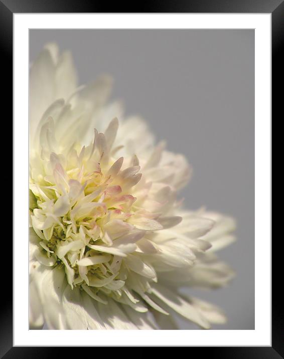 Daisy Framed Mounted Print by Julie Coe