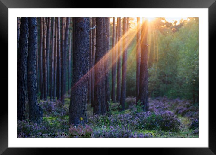 Pine forest at sunset Framed Mounted Print by Magdalena Bujak