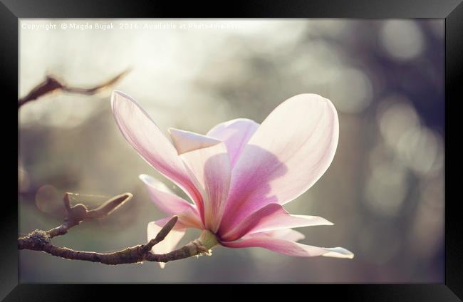 Pink magnolia flower Framed Print by Magdalena Bujak