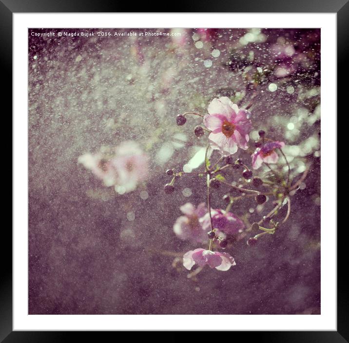 Pink anemone in the rain Framed Mounted Print by Magdalena Bujak