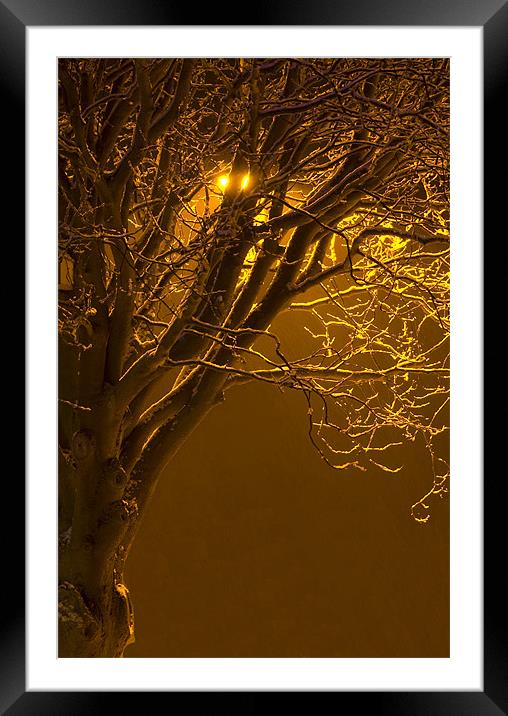 Tree Under Orange Light Framed Mounted Print by David Moate