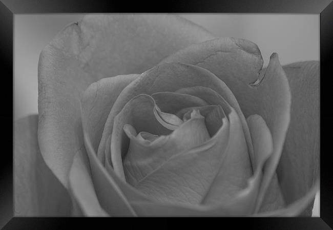 Rose Flower in Black and White Framed Print by David Moate