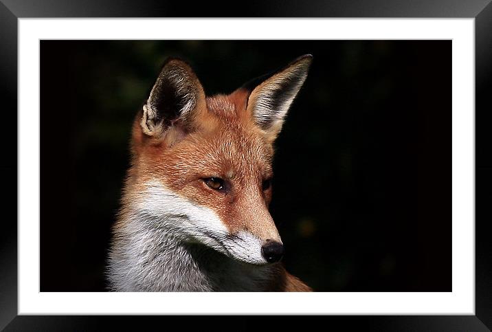 The Red Fox Framed Mounted Print by Trevor White