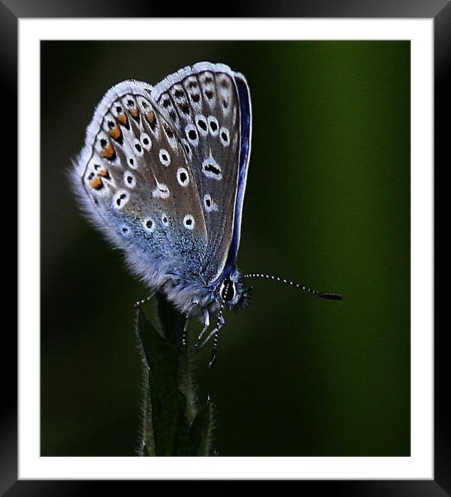 The Common Blue Framed Mounted Print by Trevor White