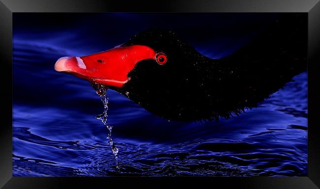 The Black Swan Framed Print by Trevor White
