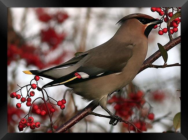 The Waxwing Framed Print by Trevor White