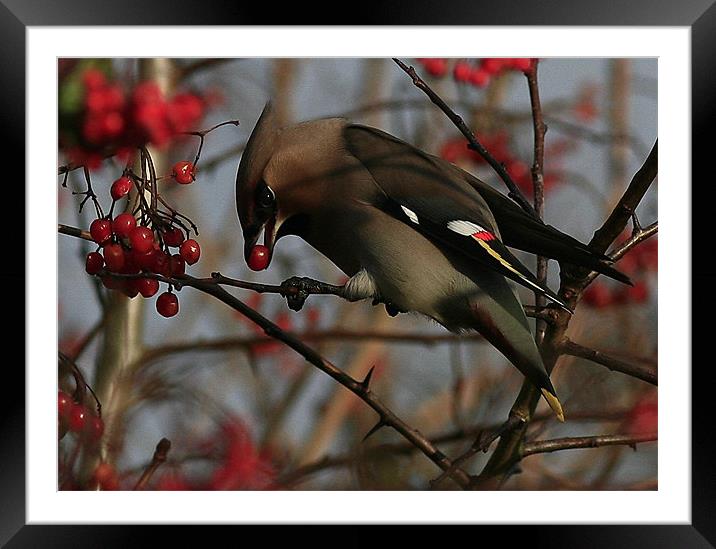 The Waxwing Framed Mounted Print by Trevor White